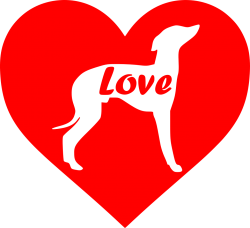 italian greyhound-red